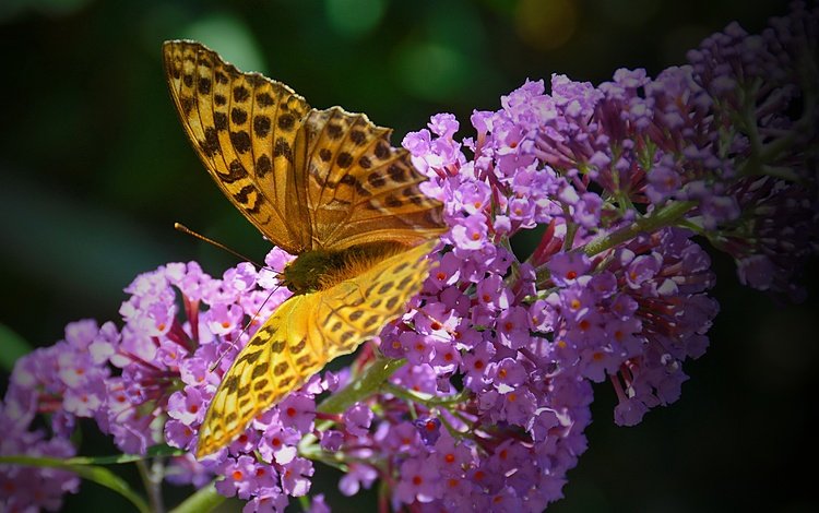 насекомое, бабочка, крылья, цветочки, insect, butterfly, wings, flowers