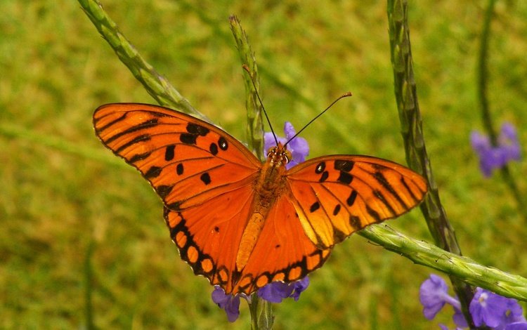 цветы, насекомое, бабочка, крылья, размытость, flowers, insect, butterfly, wings, blur