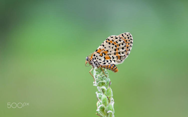 насекомое, бабочка, крылья, растение, шашечница, j.g. domínguez, insect, butterfly, wings, plant, the metalmark