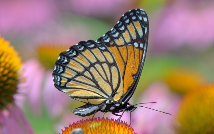 цветы, насекомое, бабочка, крылья, монарх, flowers, insect, butterfly, wings, monarch