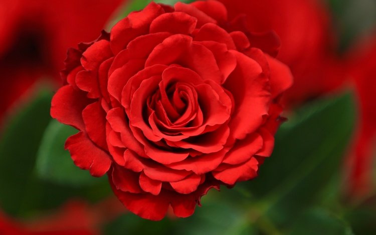 цветок, роза, лепестки, красный, бутон, flower, rose, petals, red, bud