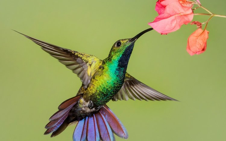 цветок, крылья, птица, клюв, колибри, колибри-манго, flower, wings, bird, beak, hummingbird, hummingbird-mango