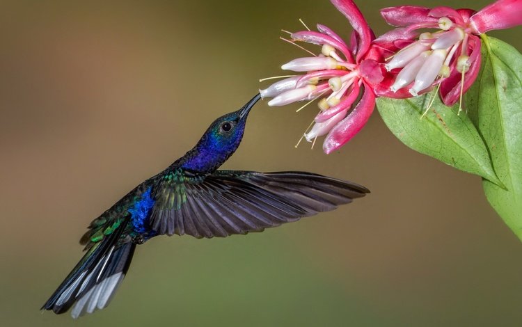 цветок, крылья, птица, клюв, колибри, пурпурный саблекрыл, flower, wings, bird, beak, hummingbird, purple cableknit