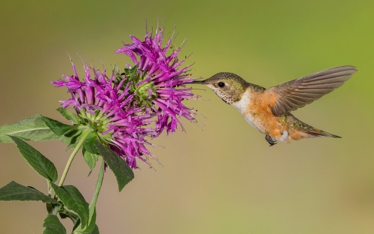 цветок, крылья, птица, клюв, колибри, охристый колибри, flower, wings, bird, beak, hummingbird, buffy hummingbird