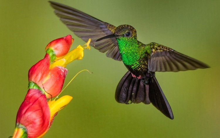 цветок, крылья, птица, клюв, колибри, колибри-халибура, flower, wings, bird, beak, hummingbird, hummingbird-chalybura