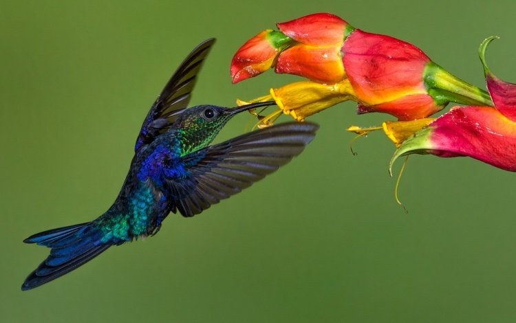 цветок, крылья, птица, клюв, колибри, колибри-талурания, flower, wings, bird, beak, hummingbird, hummingbird-thalurania