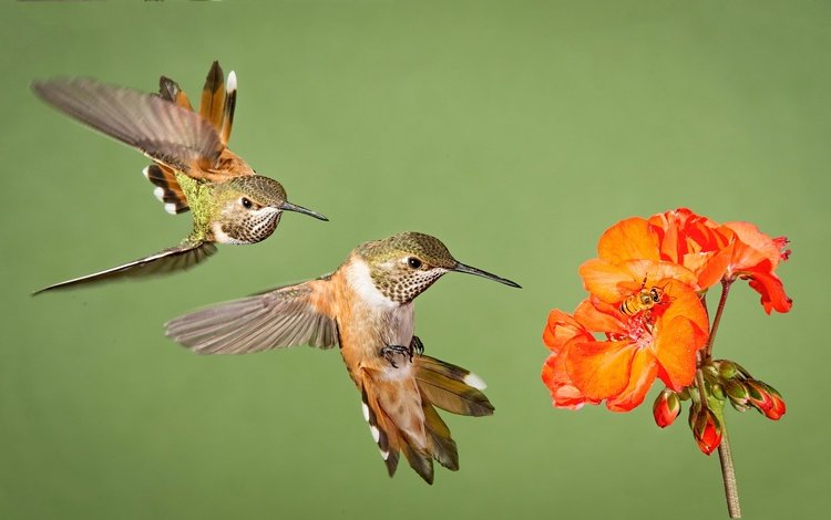 цветок, крылья, птицы, клюв, перья, колибри, flower, wings, birds, beak, feathers, hummingbird