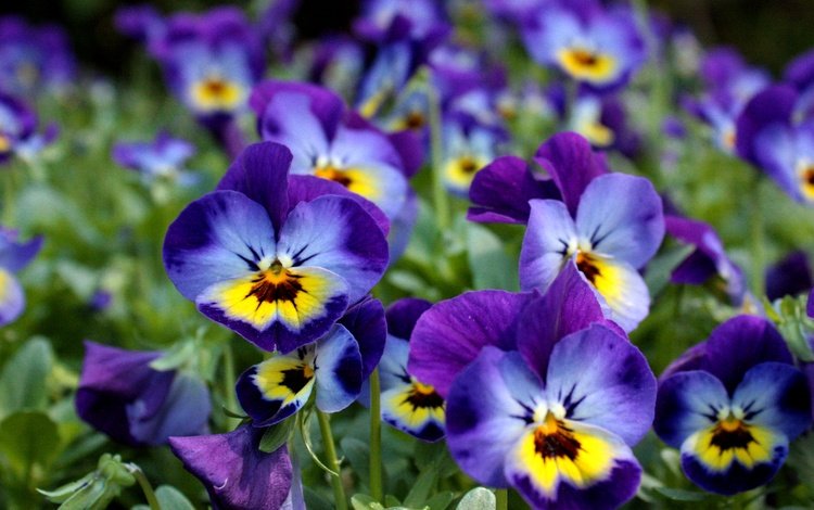 цветы, анютины глазки, фиалки, виола, фиалка трёхцветная, flowers, pansy, violet, viola, viola tricolor