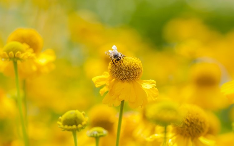 цветы, насекомое, лето, размытость, пчела, желтые, flowers, insect, summer, blur, bee, yellow