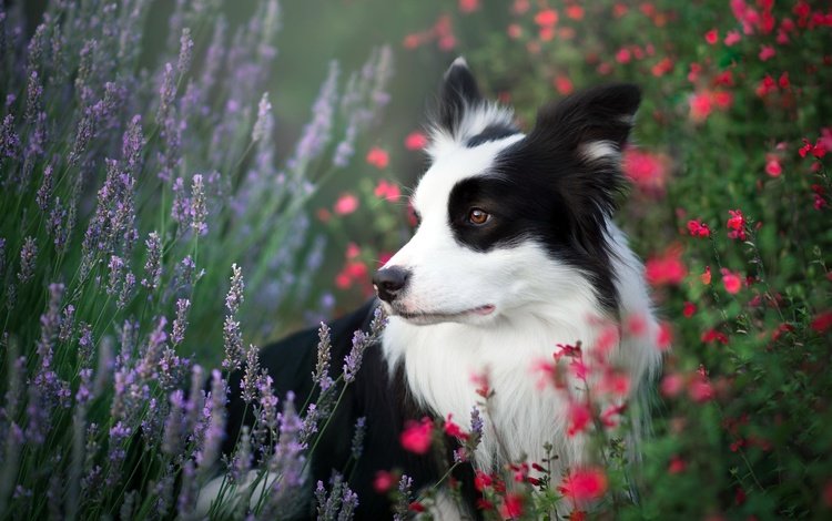 цветы, природа, поле, лето, собака, пес, травы, бордер-колли, flowers, nature, field, summer, dog, grass, the border collie