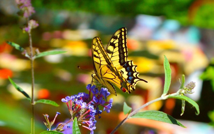 цветы, макро, насекомое, бабочка, крылья, размытость, весна, махаон, flowers, macro, insect, butterfly, wings, blur, spring, swallowtail