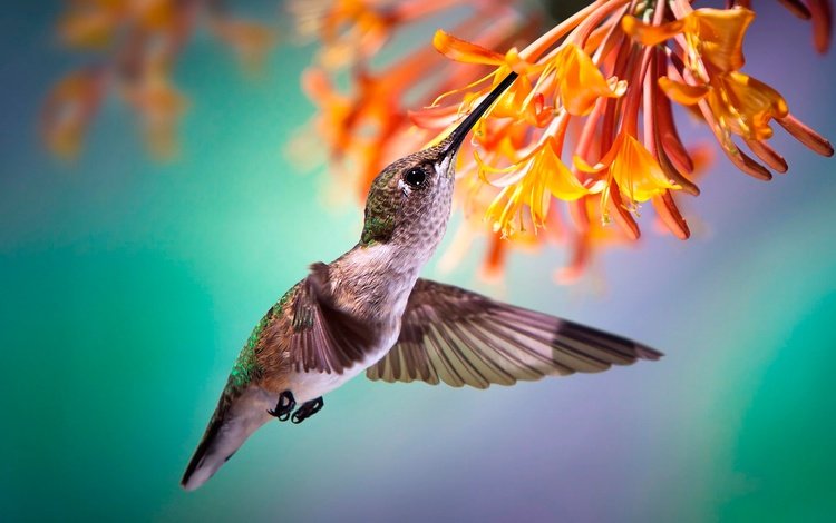 цветы, макро, полет, птица, клюв, колибри, боке, flowers, macro, flight, bird, beak, hummingbird, bokeh