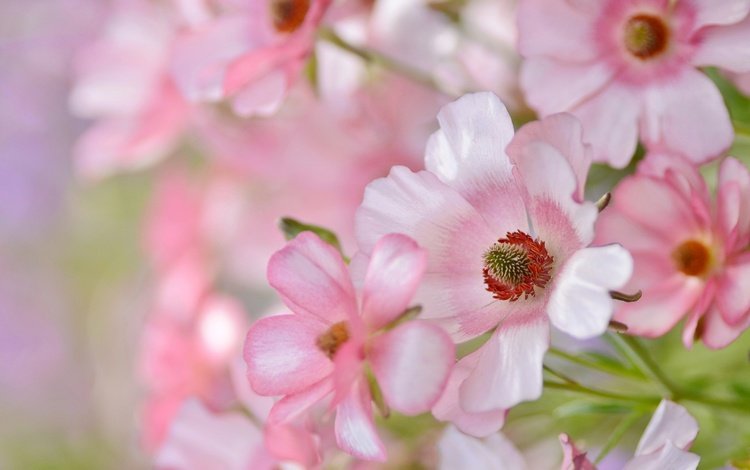 цветы, лепестки, розовые, нежность, flowers, petals, pink, tenderness