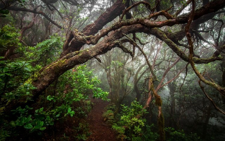 деревья, растения, лес, туман, стволы, тропинка, trees, plants, forest, fog, trunks, path