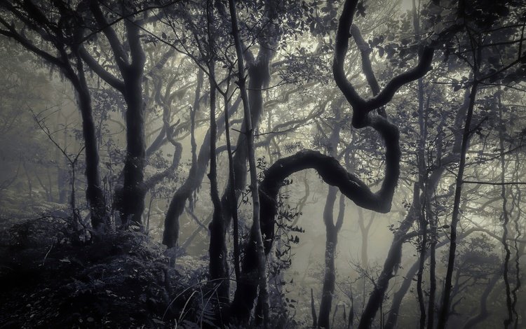 деревья, лес, туман, стволы, чёрно-белое, trees, forest, fog, trunks, black and white