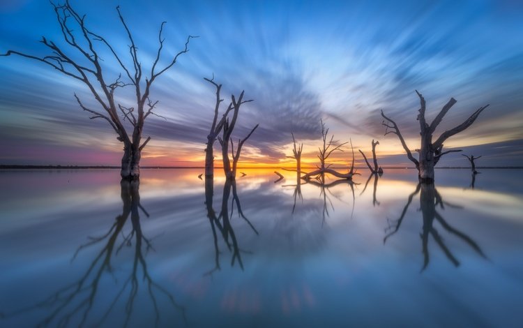 деревья, озеро, отражение, австралия, южная австралия, lake bonney, trees, lake, reflection, australia, south australia