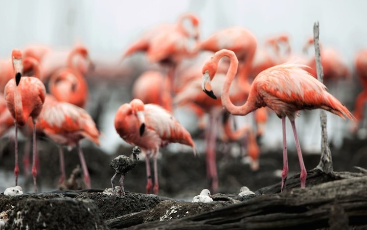 фламинго, птицы, клюв, перья, flamingo, birds, beak, feathers