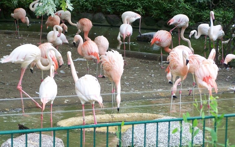 фламинго, птицы, клюв, перья, зоопарк, flamingo, birds, beak, feathers, zoo