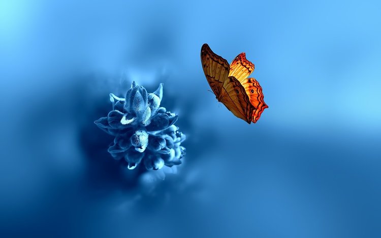 насекомое, фон, цветок, бабочка, крылья, размытость, insect, background, flower, butterfly, wings, blur
