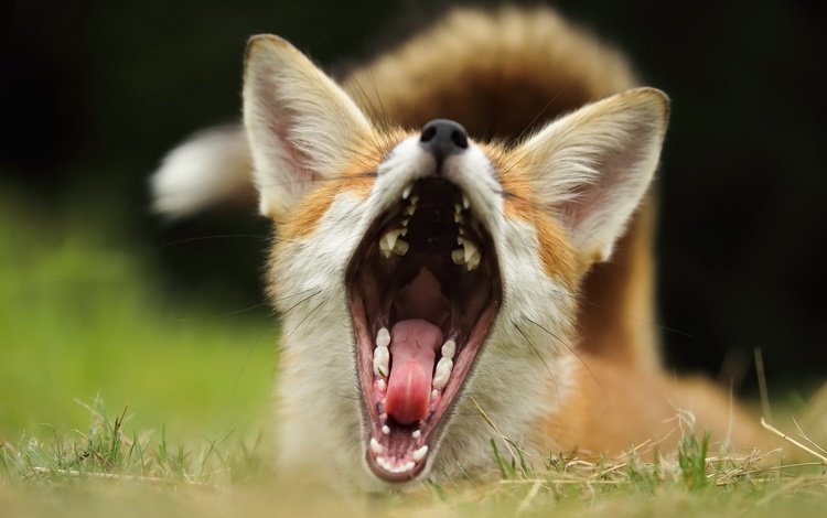 трава, фон, лиса, лисица, зубы, уши, язык, пасть, grass, background, fox, teeth, ears, language, mouth