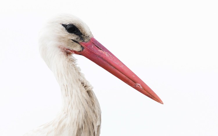 фон, белый, птица, клюв, перья, белый фон, аист, background, white, bird, beak, feathers, white background, stork