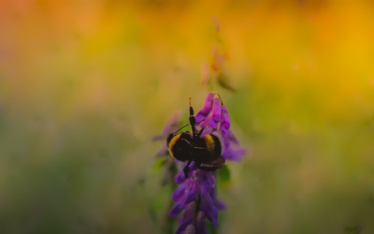 насекомое, фон, размытость, растение, пчела, insect, background, blur, plant, bee