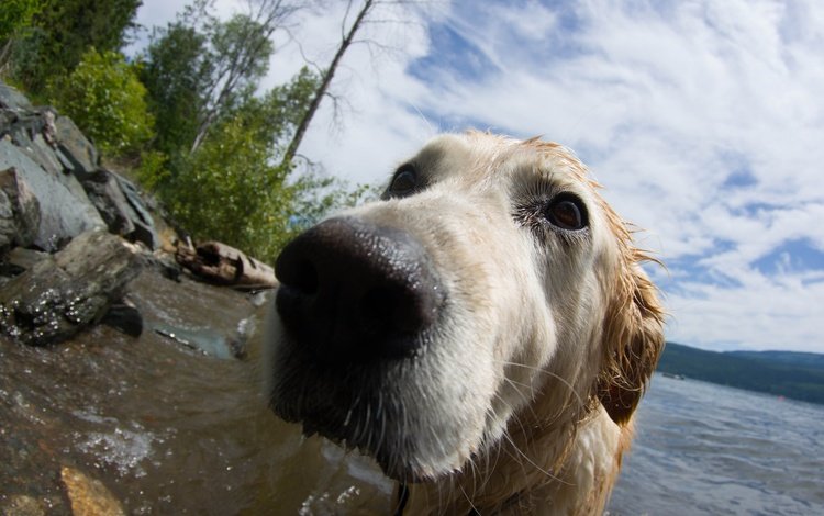 вода, фон, собака, друг, нос, золотистый ретривер, water, background, dog, each, nose, golden retriever