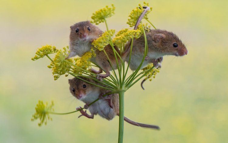 фон, трио, мышки, harvest mouse, мышь-малютка, троица, background, trio, mouse, the mouse is tiny, trinity