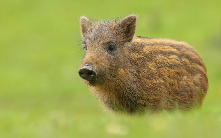 фон, животное, кабан, свинка, свинья, кабанчик, пятачок, background, animal, boar, pig, hog, piglet