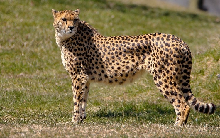 морда, трава, взгляд, хищник, охотник, гепард, дикая кошка, face, grass, look, predator, hunter, cheetah, wild cat