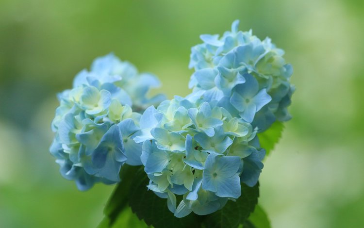 цветы, фон, синий, букет, гортензия, flowers, background, blue, bouquet, hydrangea