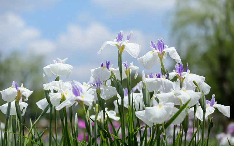 цветение, белые, много, ирисы, flowering, white, a lot, irises