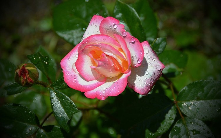 цветы, бутоны, листья, капли, розы, лепестки, розовая роза, flowers, buds, leaves, drops, roses, petals, pink rose