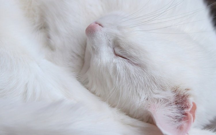 кот, мордочка, усы, кошка, сон, белый, cat, muzzle, mustache, sleep, white