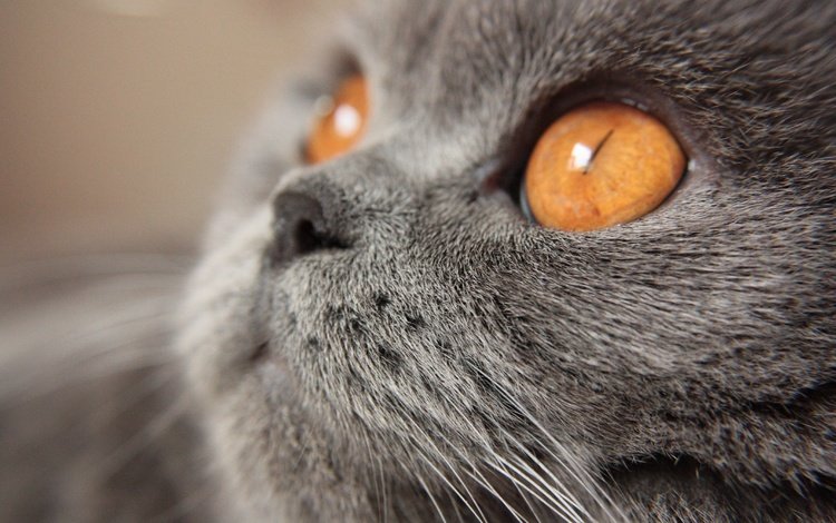 кот, мордочка, усы, кошка, взгляд, желтые глаза, британская короткошерстная, cat, muzzle, mustache, look, yellow eyes, british shorthair