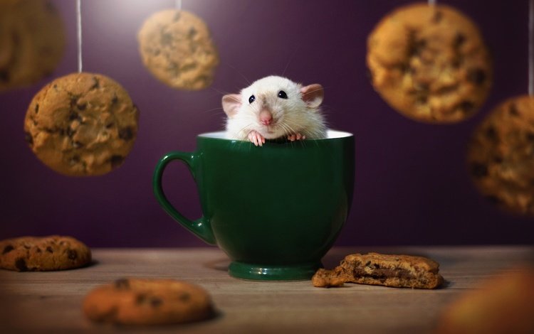 морда, взгляд, кружка, мышь, печенье, мышка, крыска, face, look, mug, mouse, cookies, rat