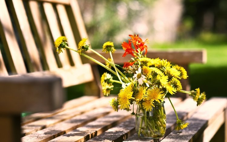 цветы, лето, ромашки, скамейка, одуванчики, банка, flowers, summer, chamomile, bench, dandelions, bank