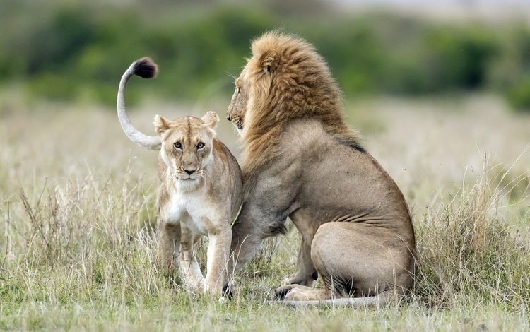 морда, взгляд, хищник, лев, дикая природа, львица, дикая кошка, face, look, predator, leo, wildlife, lioness, wild cat