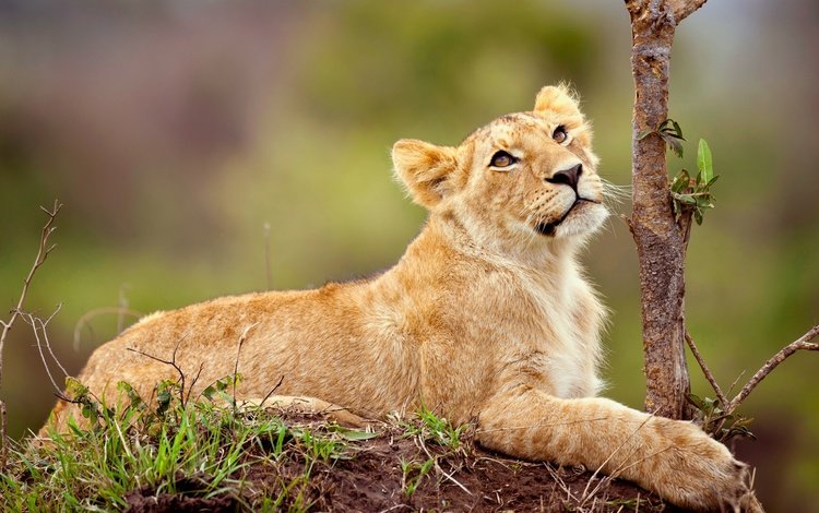 морда, природа, взгляд, хищник, лев, львёнок, дикая кошка, face, nature, look, predator, leo, lion, wild cat