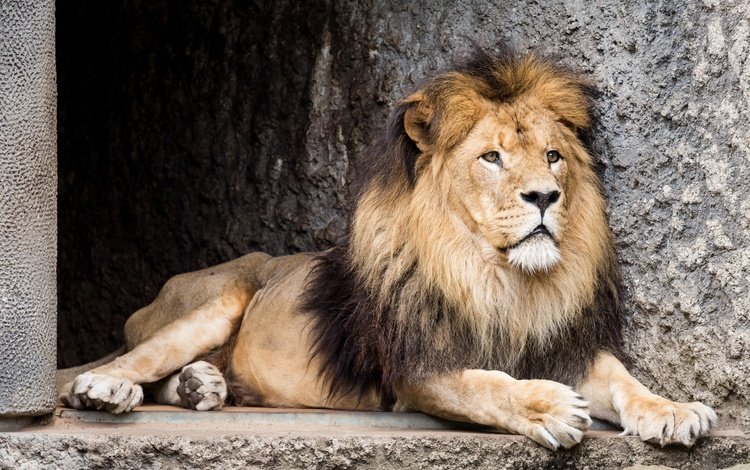 морда, взгляд, хищник, лев, зверь, зоопарк, дикая кошка, face, look, predator, leo, beast, zoo, wild cat