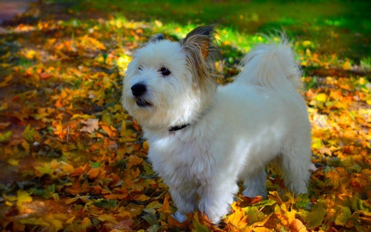 мордочка, листва, взгляд, осень, собака, щенок, собачка, вест-хайленд-уайт-терьер, muzzle, foliage, look, autumn, dog, puppy, the west highland white terrier
