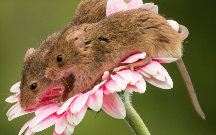 макро, цветок, парочка, мыши, гербера, мышки, harvest mouse, мышь-малютка, macro, flower, a couple, mouse, gerbera, the mouse is tiny