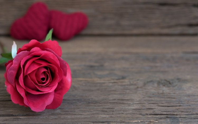 макро, фон, цветок, роза, лепестки, бутон, сердечки, деревянная поверхность, macro, background, flower, rose, petals, bud, hearts, wooden surface