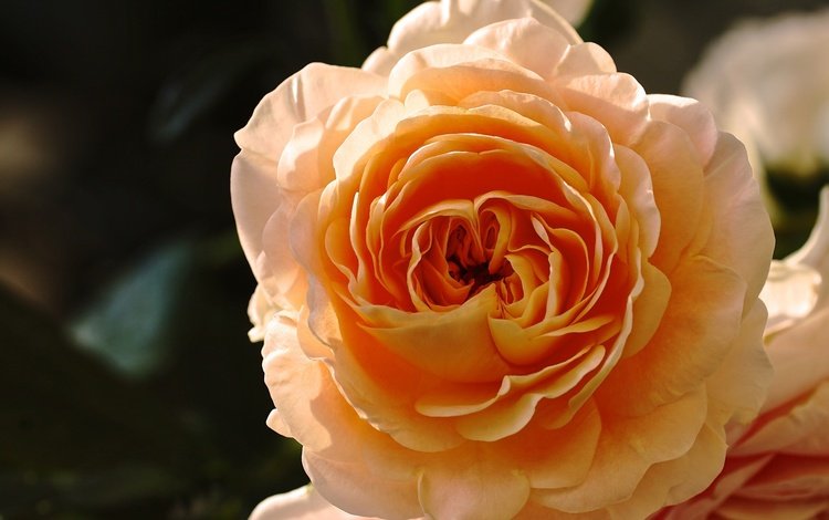 макро, цветок, роза, лепестки, бутон, желтая роза, macro, flower, rose, petals, bud, yellow rose