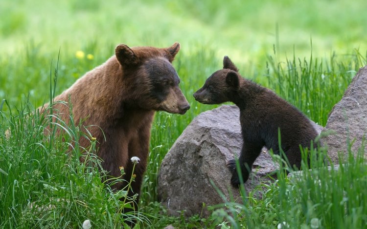трава, камни, одуванчики, мама, малыш, медведи, медвежонок, медведица, grass, stones, dandelions, mom, baby, bears, bear