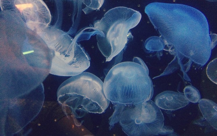 макро, медузы, подводный мир, macro, jellyfish, underwater world