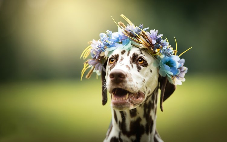 морда, цветы, фон, взгляд, собака, далматин, венок, face, flowers, background, look, dog, dalmatian, wreath