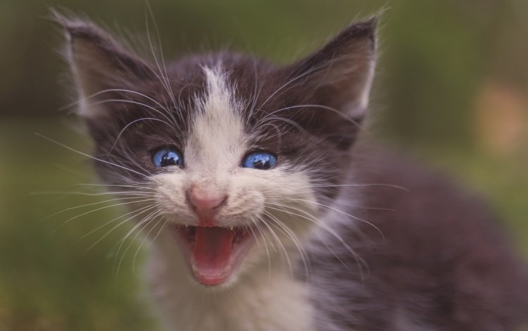 кот, мордочка, усы, кошка, взгляд, котенок, малыш, голубые глаза, пискля, pisklya, cat, muzzle, mustache, look, kitty, baby, blue eyes
