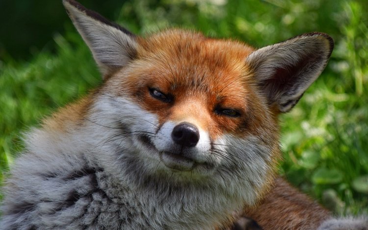 глаза, мордочка, взгляд, лиса, лисица, eyes, muzzle, look, fox