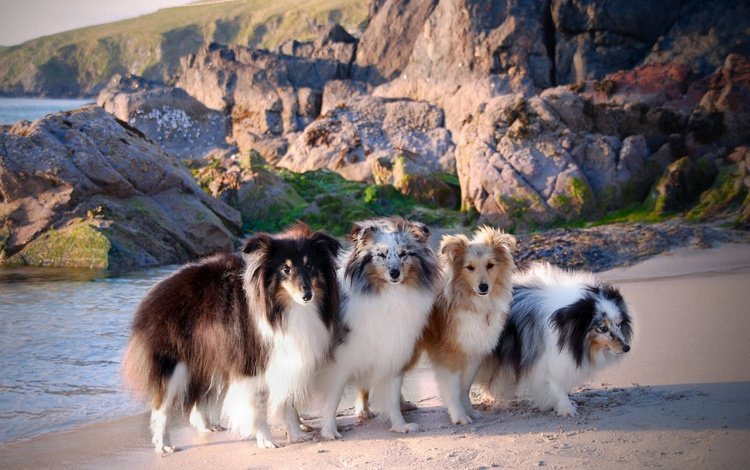 море, побережье, собаки, шелти, шетландская овчарка, sea, coast, dogs, sheltie, shetland sheepdog